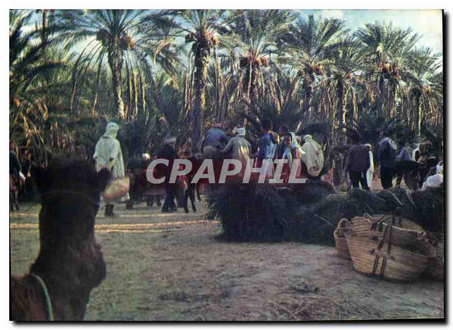 CPM Nefta le Marche 