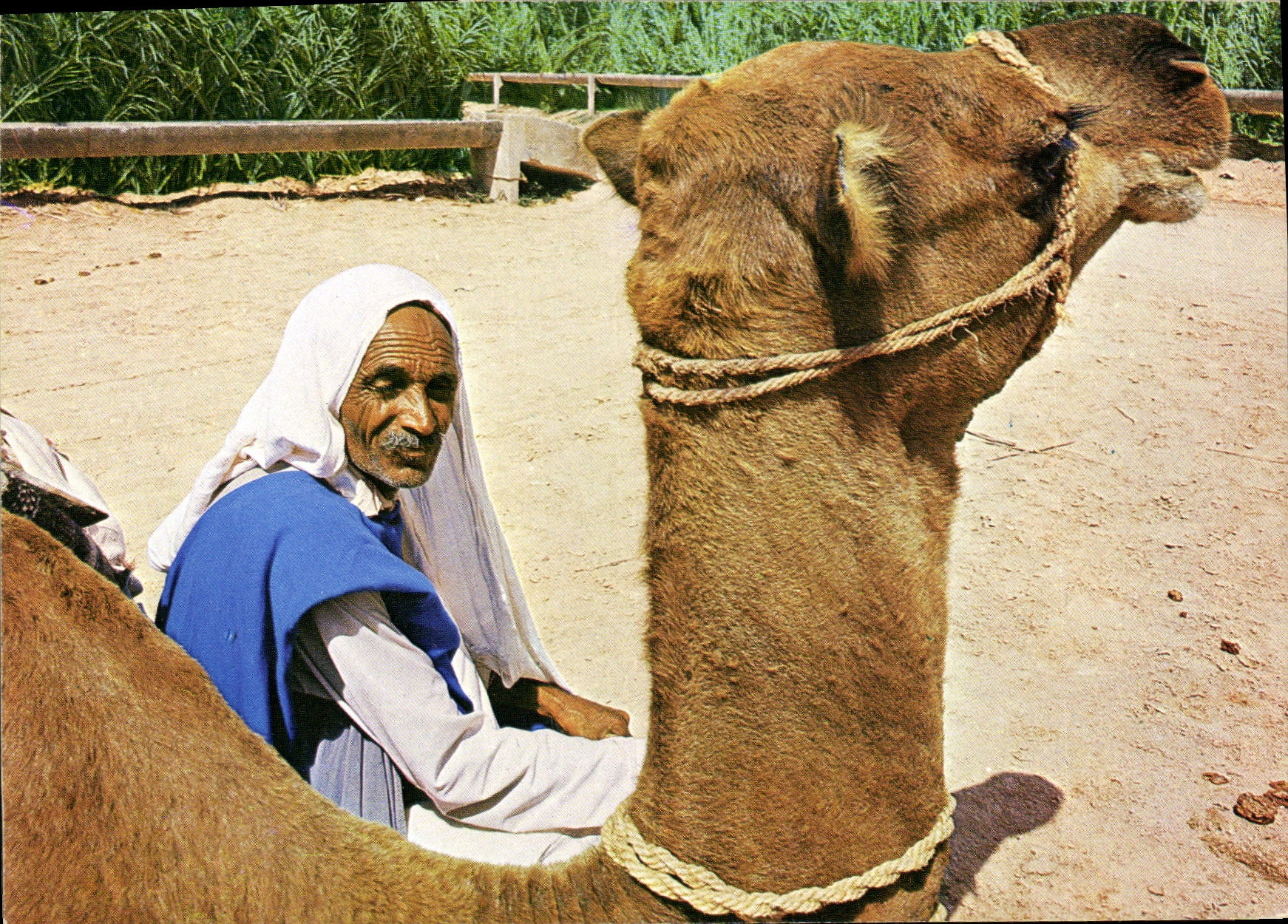 CPM Tunisie Camel driver resting 