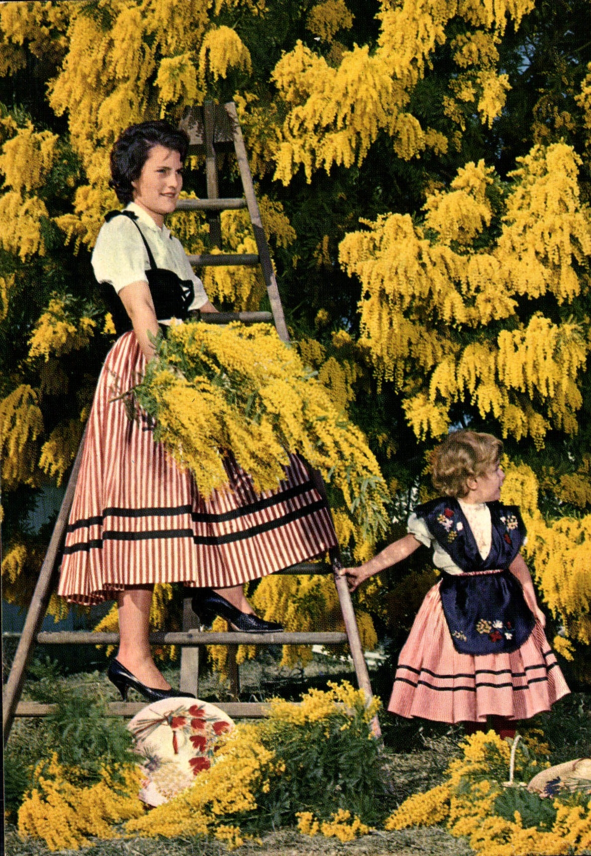 Côte d'Azur - French Riviera — Costumes niçois et mimosa — Les Editions Gilletta, n°33