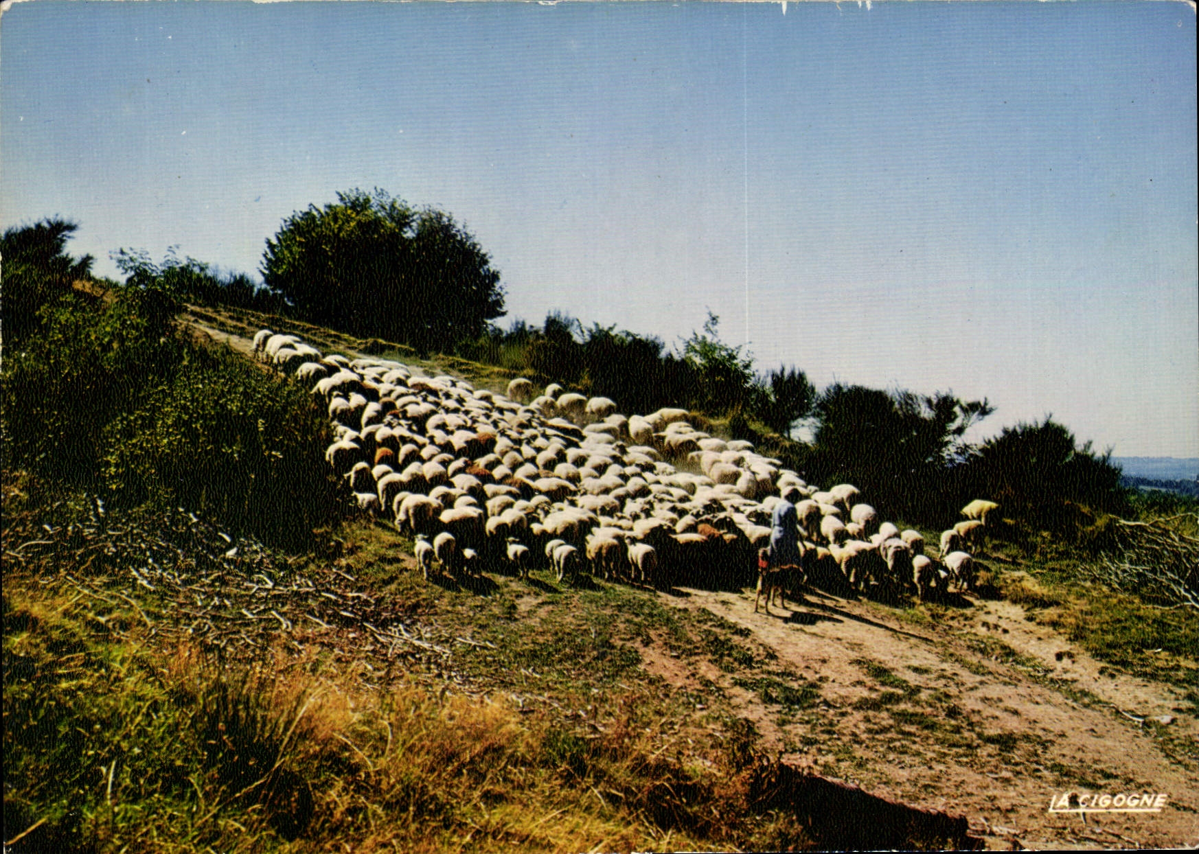 Troupeau de moutons au pâturage — La Cigogne, série 63.000.45 — Éditions "La Cigogne"