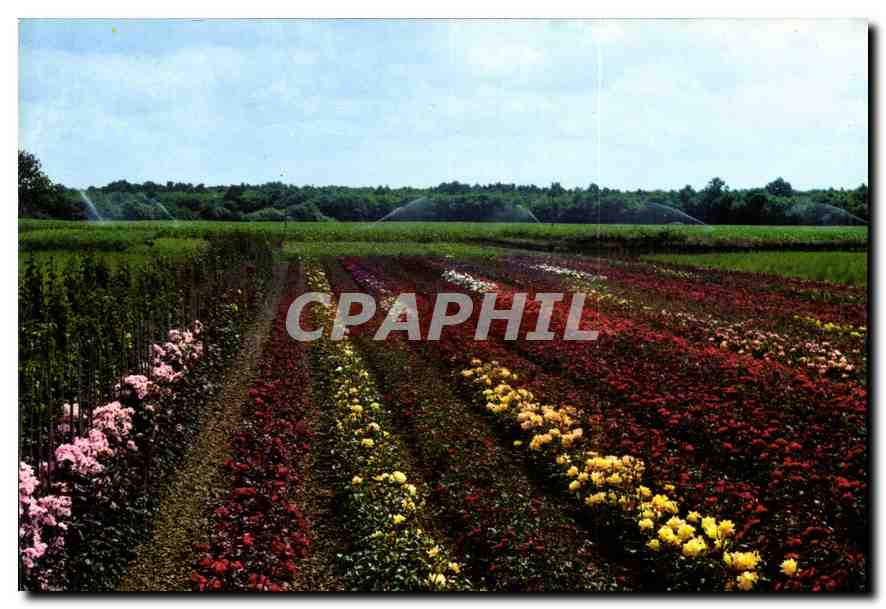CPM Le Gatinais Bellegarde du Loiret Loiret cite celebre pour ses cultures et rosiers 