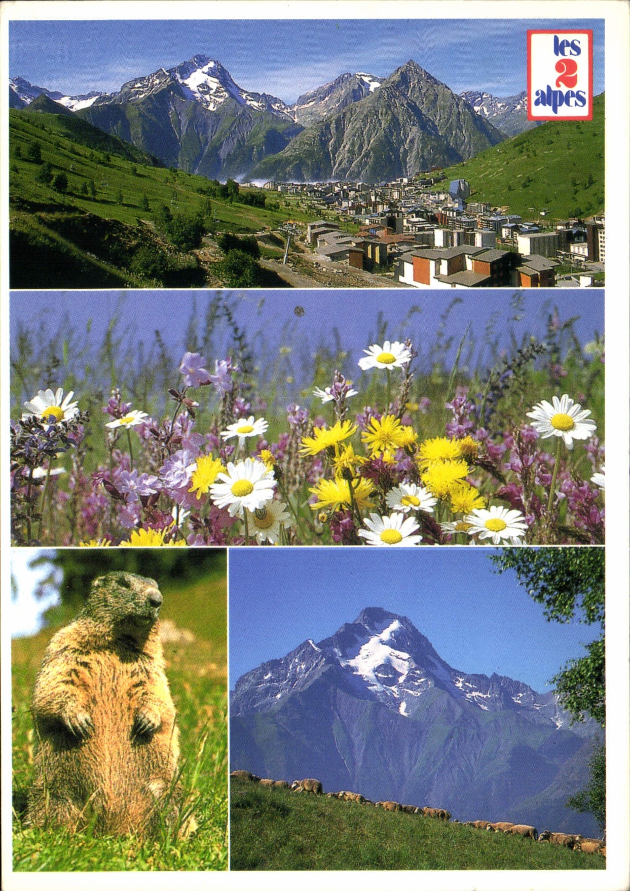 CPM Dauphine France Vue generale de la station la Muzelle Flore et Faune 