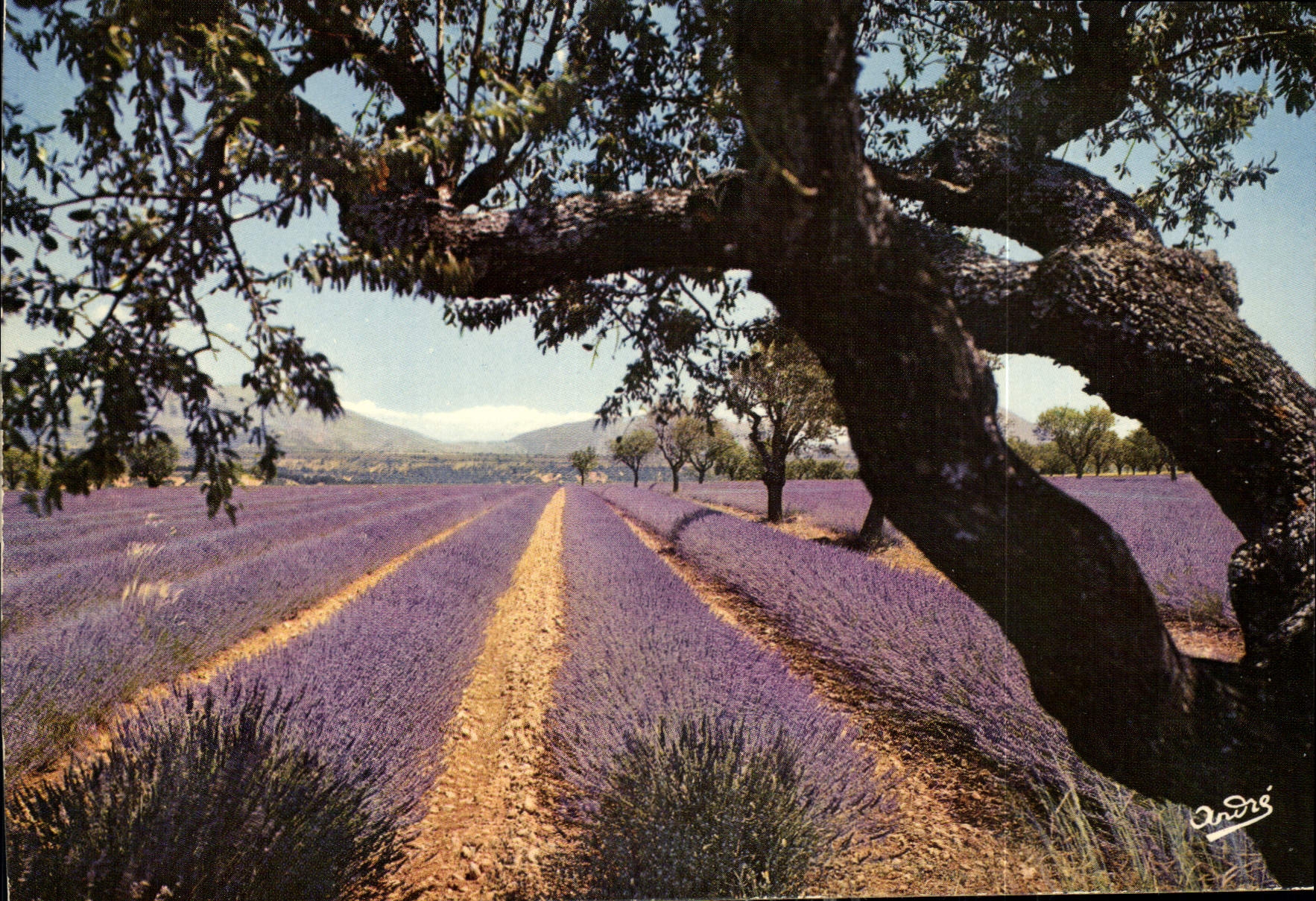 Lavande en fleur — vue sous un chêne — André, éditeur