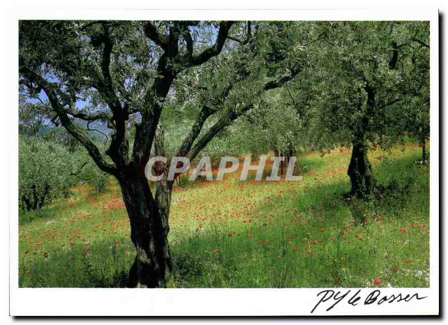 CPM Image de la Vie et de la Nature Oliviers en fleurs et coquelicots 
