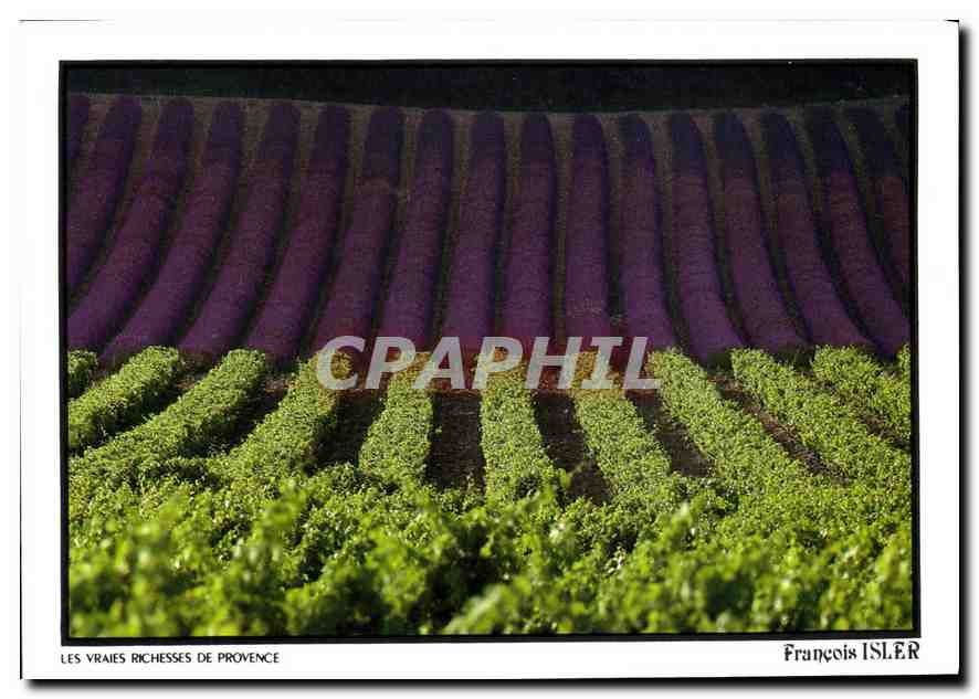 CPM Les Vraies Richesses de Provence Francois Isler 