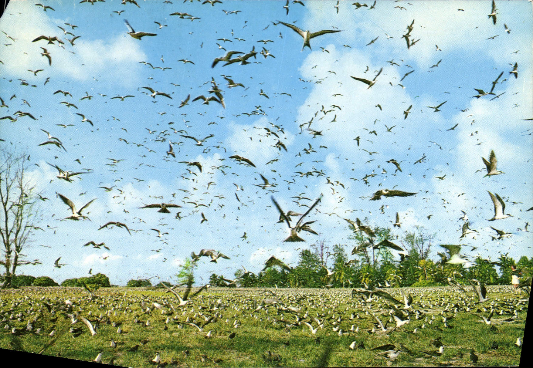 CPM Sooty tern colony an Bord island Seychelles 