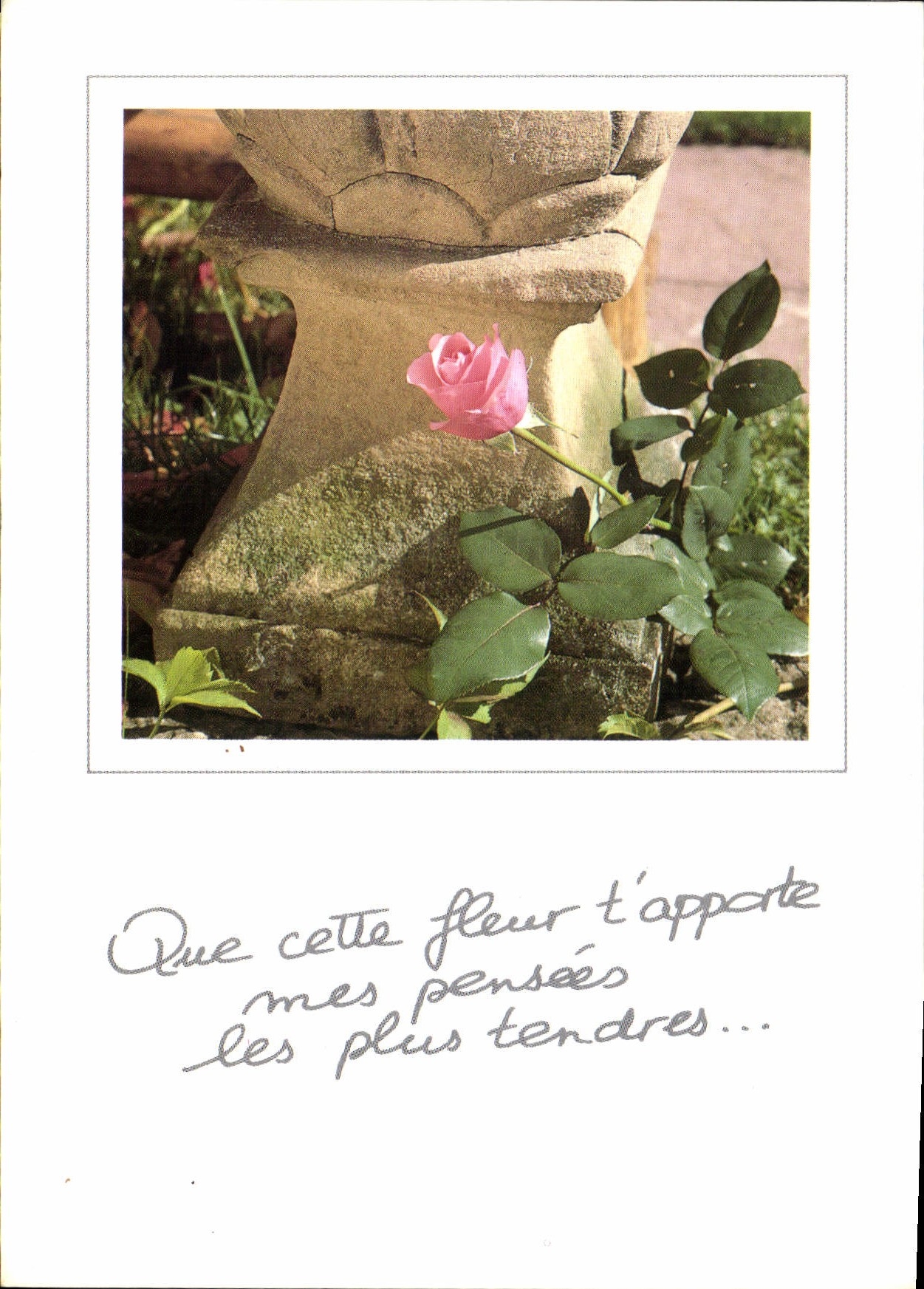 CPM Que cette fleur t'apporte mes pensees les plus tendres 