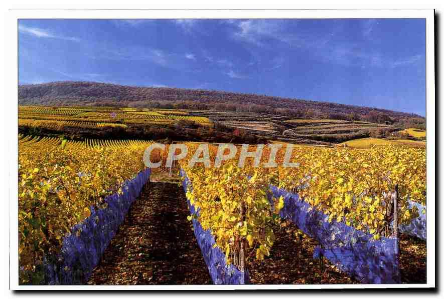 CPM Avant les venndages tardives des filets tendus protegent le vignoble alsacien des oiseaux 
