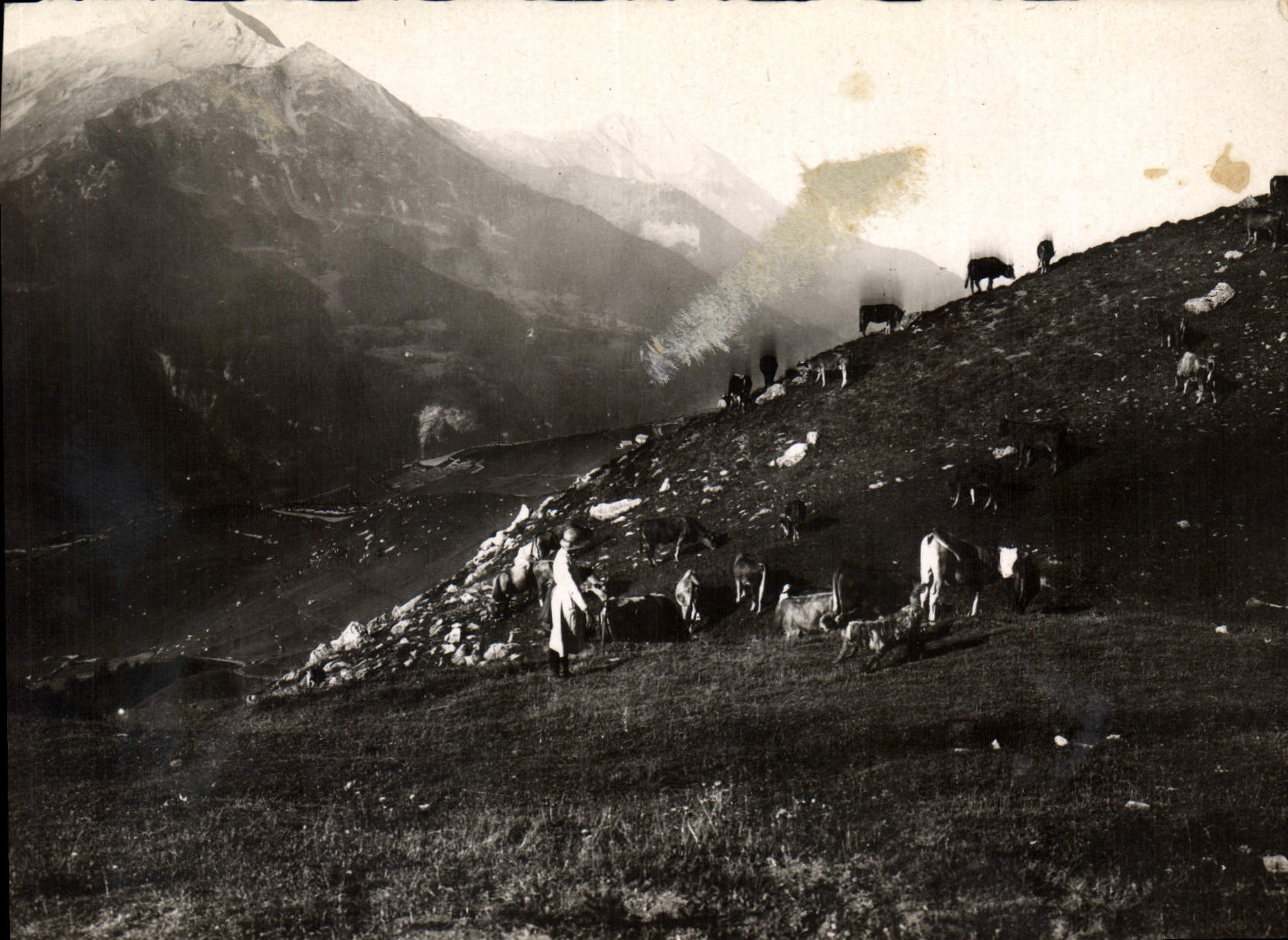 Pâturage alpin — Troupeau de vaches — Le Champsaur Pittoresque (H.A.)
