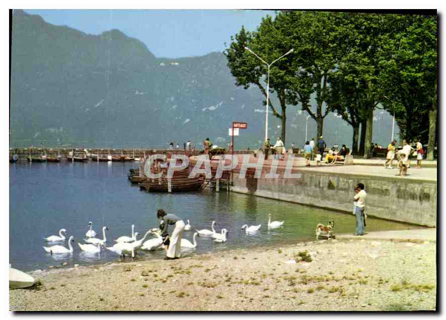 CPM Aix les Bains Le petit port et ses cygnes 