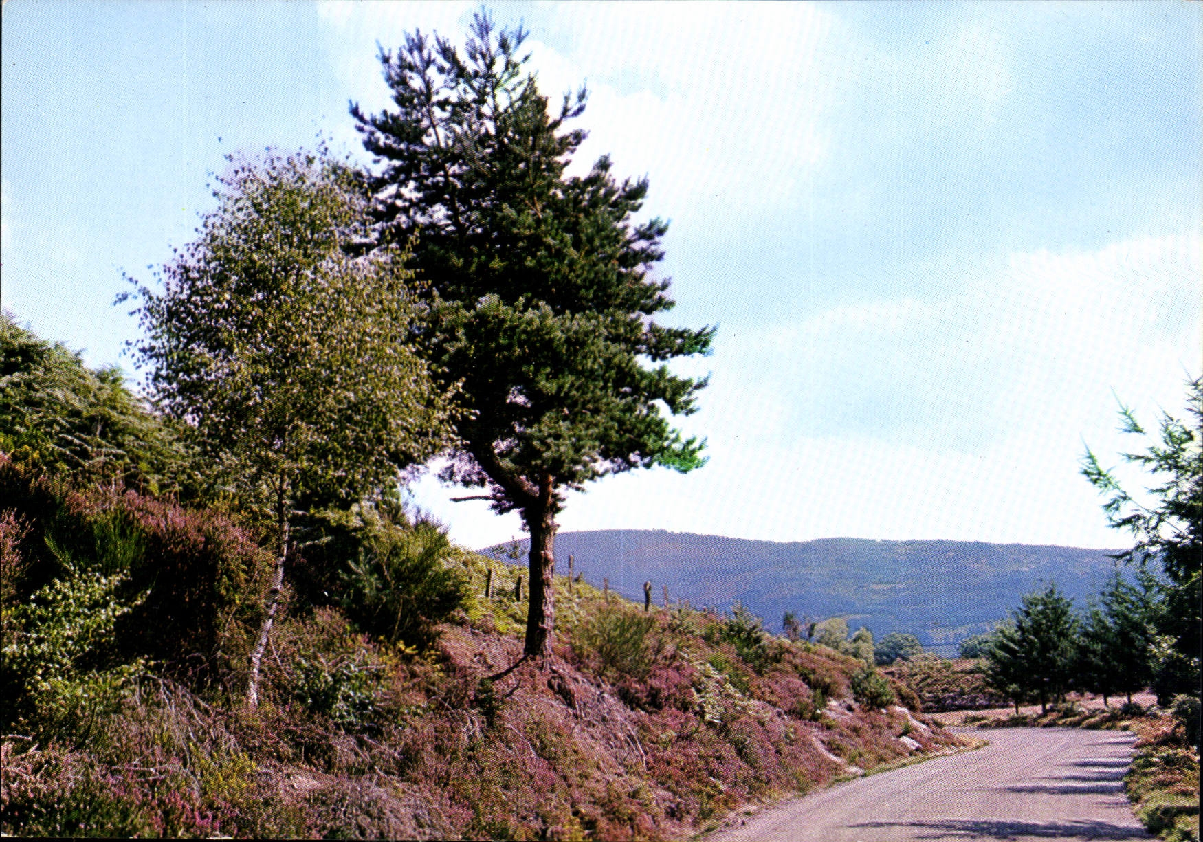CPM La Correze Touristique Paysage de chex nous La Bruyere est fleurie 
