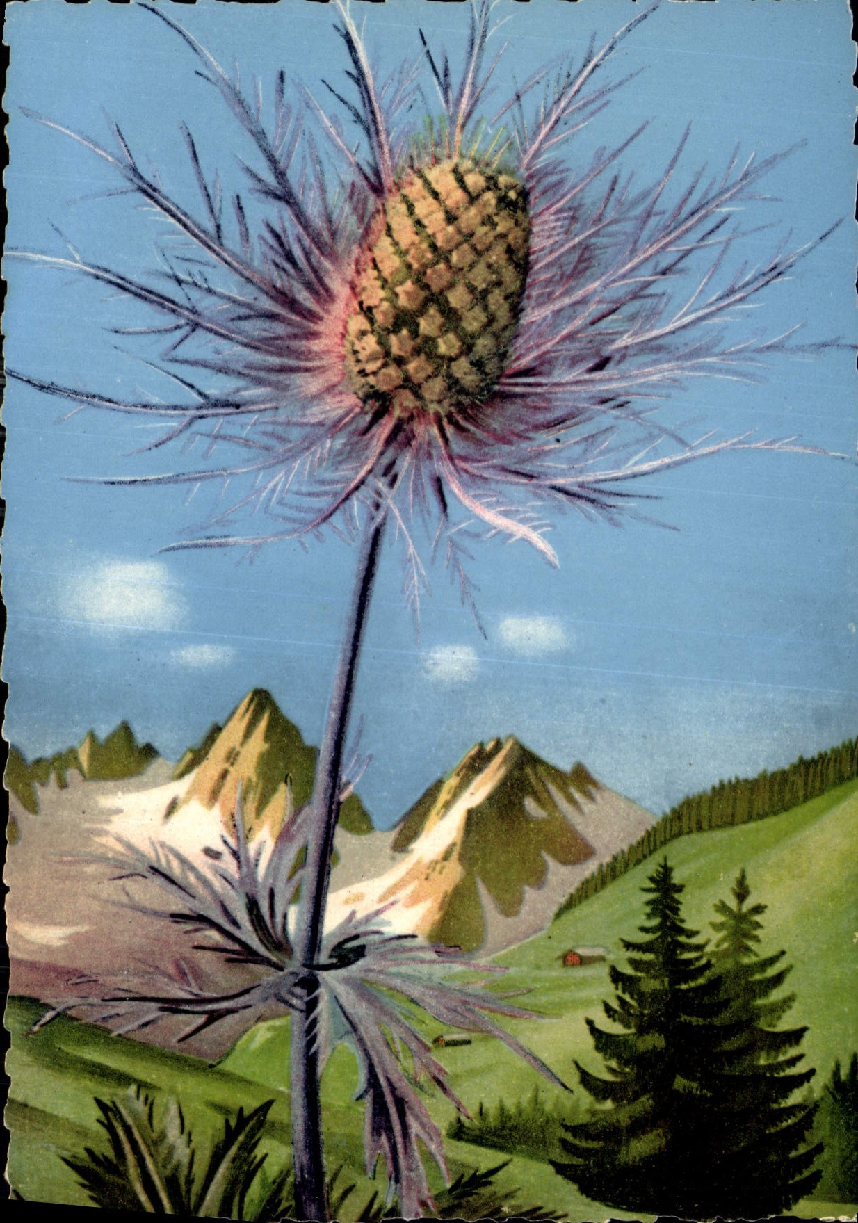 CPM Flore de Montagne Chardon bleu Panicaut des Alpes 