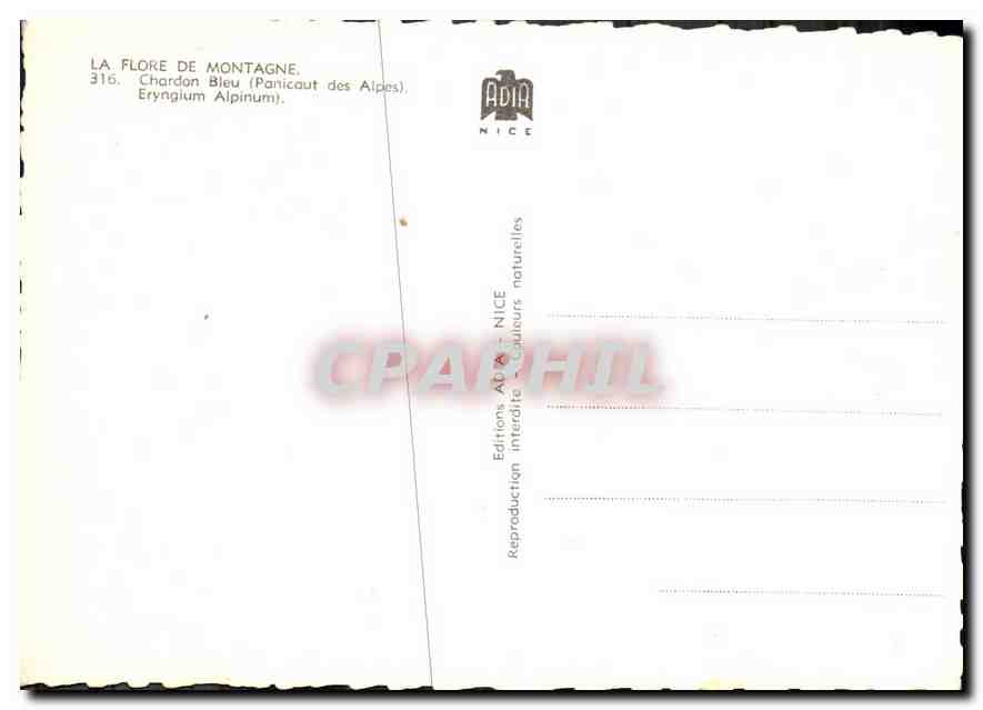 CPM Flore de Montagne Chardon bleu Panicaut des Alpes  — Rückseite