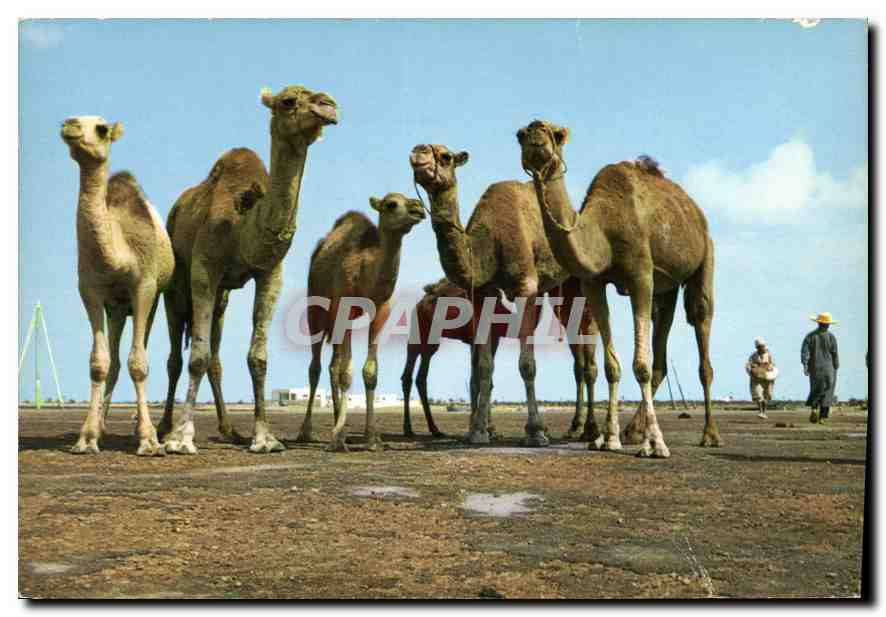CPM Tunisie Chameaux posant pour le photographe