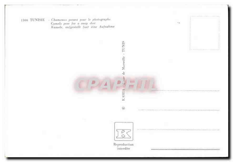 CPM Tunisie Chameaux posant pour le photographe — Rückseite