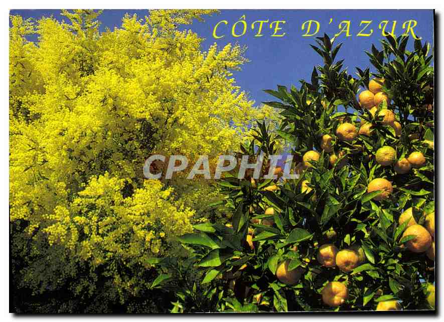 Orangers et mimosa - Côte d'Azur — éditeur La Poste, n° 187