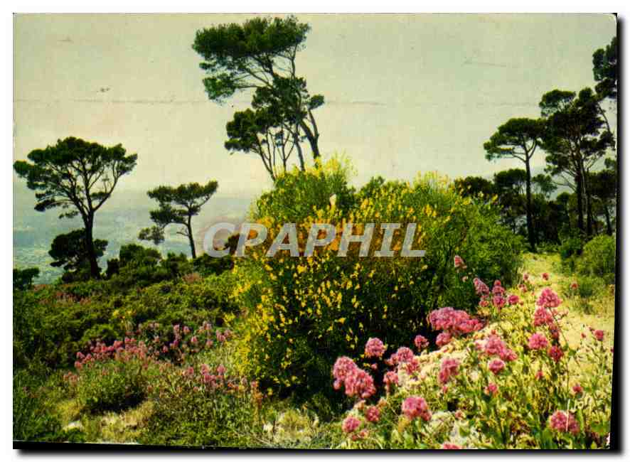 Paysage de la Côte d'Azur — Éditions Jean-Jaurès — n° 06