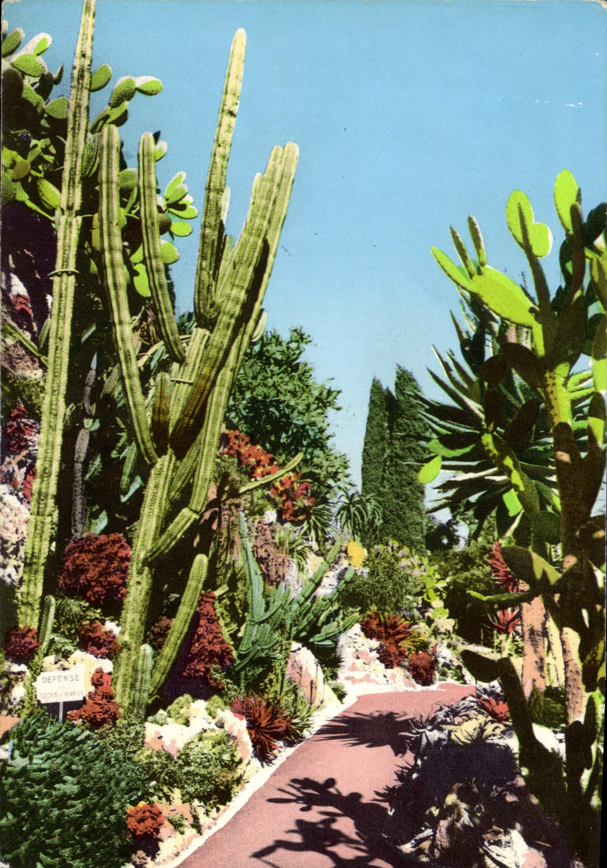 CPM Principaute de Monaco Le Jardin Exotique et ses merveilleux 