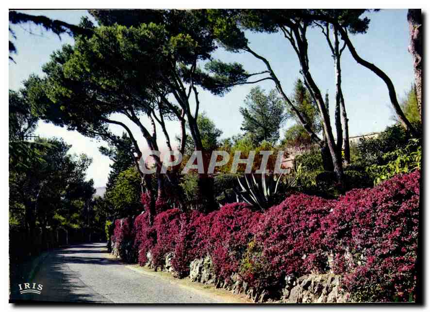 Allée fleurie au Cap Ferrat — La Côte d'Azur — Éditions MAR, Nice