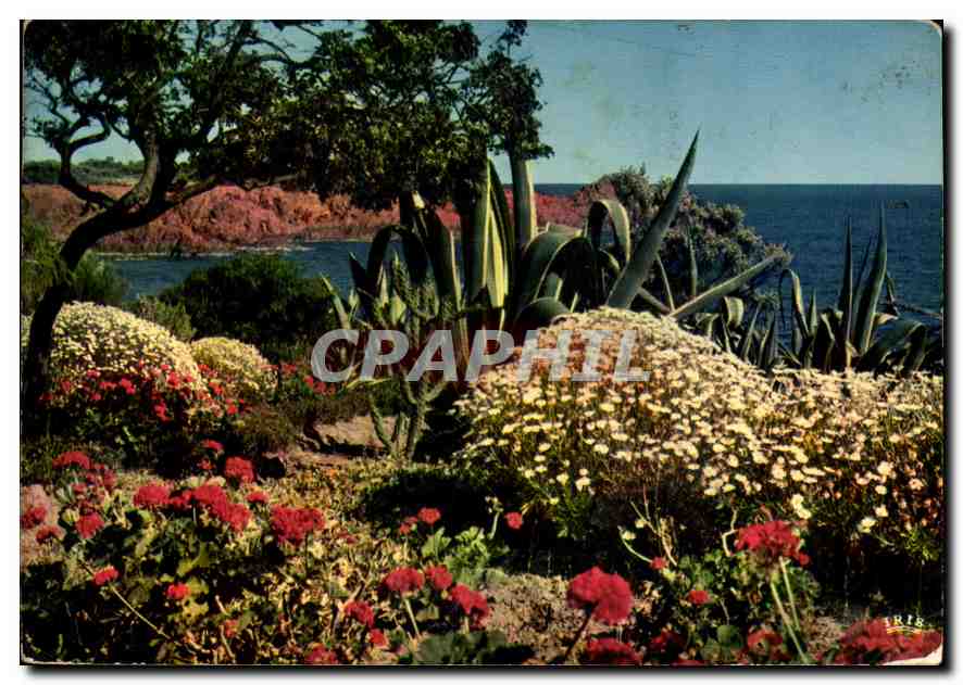 CPM La Cote d'Azur French Riviera Jardin fleuri