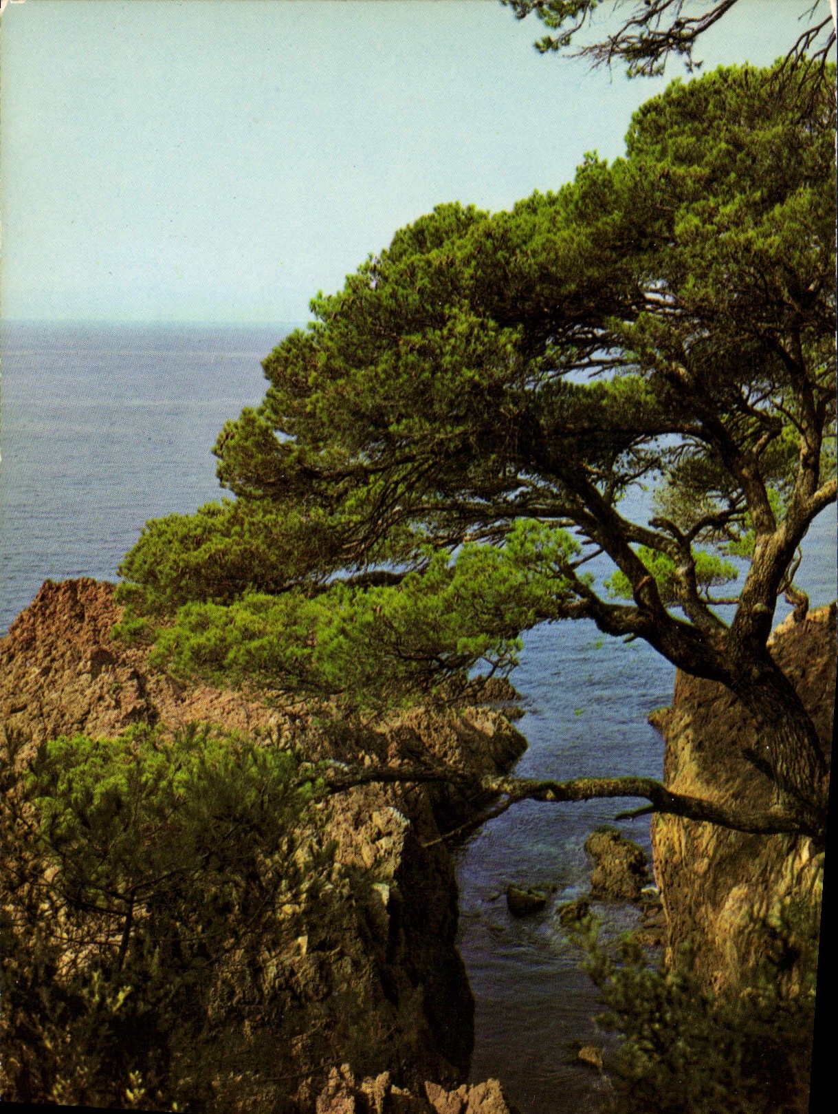 CPM La Cote d'Azur inoubliable La Corniche d'Or Calanques 