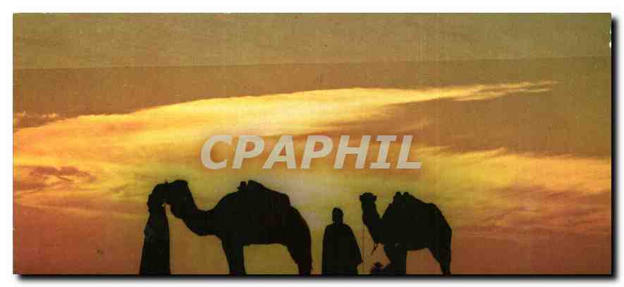 CPM Chameliers au Couchant Sahara Tunisien 