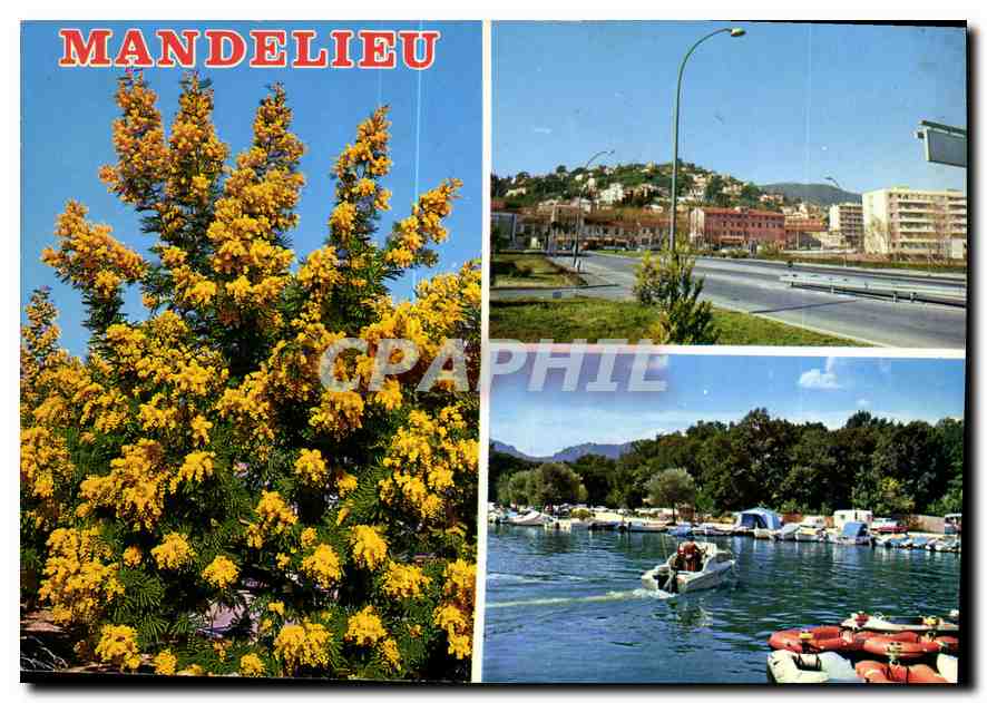 CPM Mandelieu Cote d'Azur La colline aux Mimosas les bords de la Siagne 
