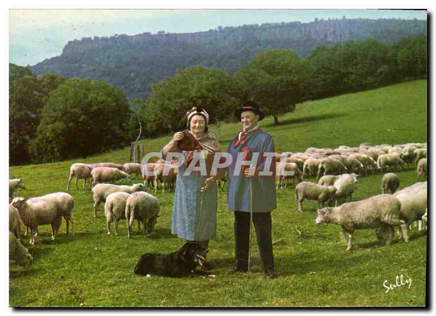 CPM l'Auvergne pittoresque Le troupeau au pre folklore Chien Moutons