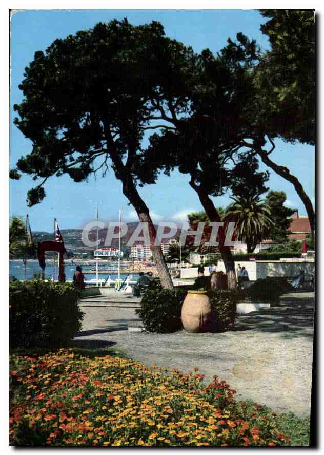 CPM Cote d'Azur Juan les Pins et sa Pinede Fleurie 