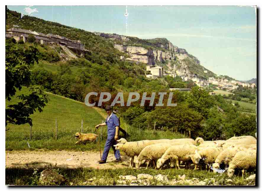 CPM Roquefort Un troupeau de brebis devant le sote de Roquefort ou s'eiabore le celebre fromage du m