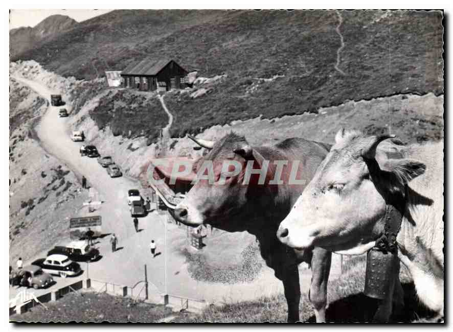 CPM Les Pyrenees Col du Tourmalet Depart de la Route du Pic du Midi Vaches 