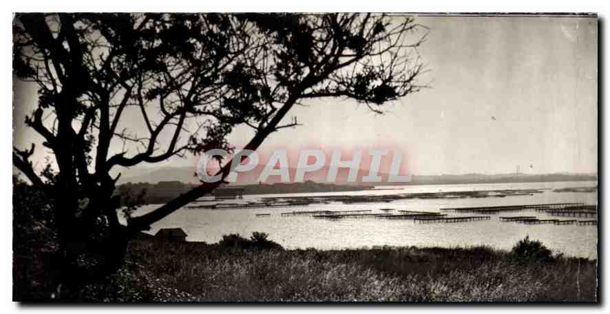 CPM Bassin de Thau Parcs a Huitres 
