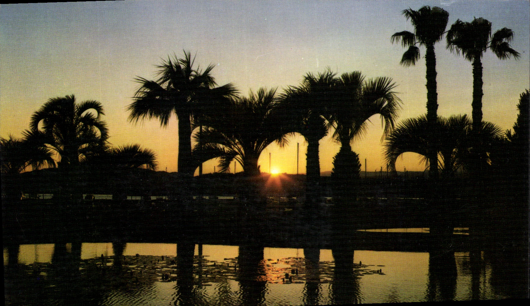CPM La Cote d'Azur Cannes A M Coucher de Soleil sur les Jardins du Port Canto 