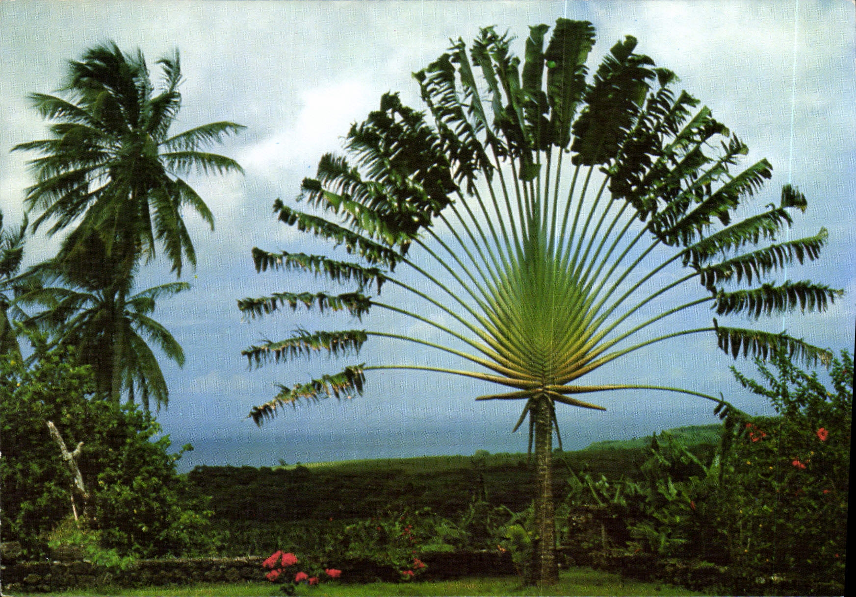 CPM Martinique Basse Pointe Plantation Leyritz de bon voisins cocotiers et arbre du voyageur 