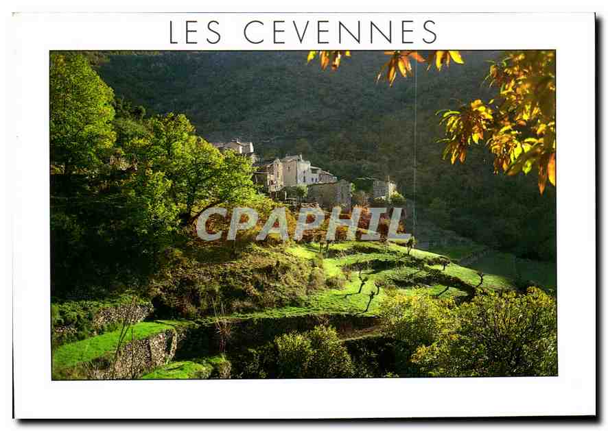 CPM Paysages des Cevennes Hameau Cevenol avec les Bancels culture en etage 