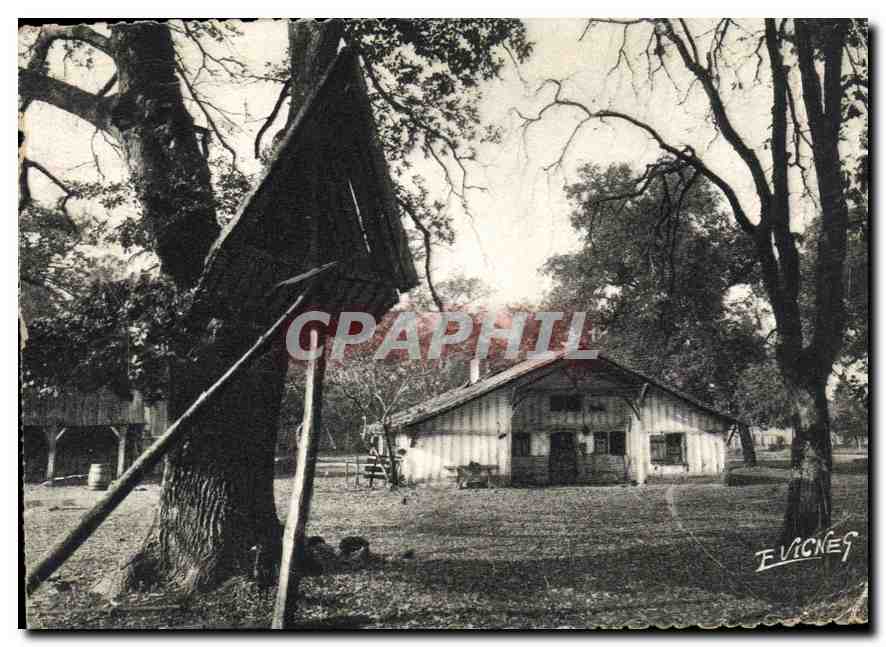 CPM En Guyenne Gascogne La Maison Landaise et son poulaliller 