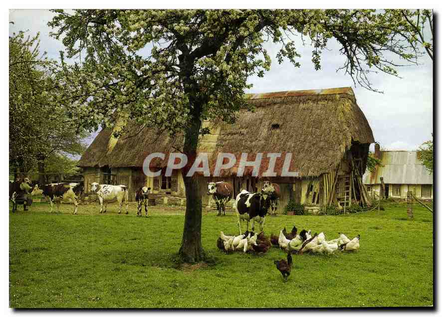 CPM La Normandie Pommiers en fleurs Vaches 