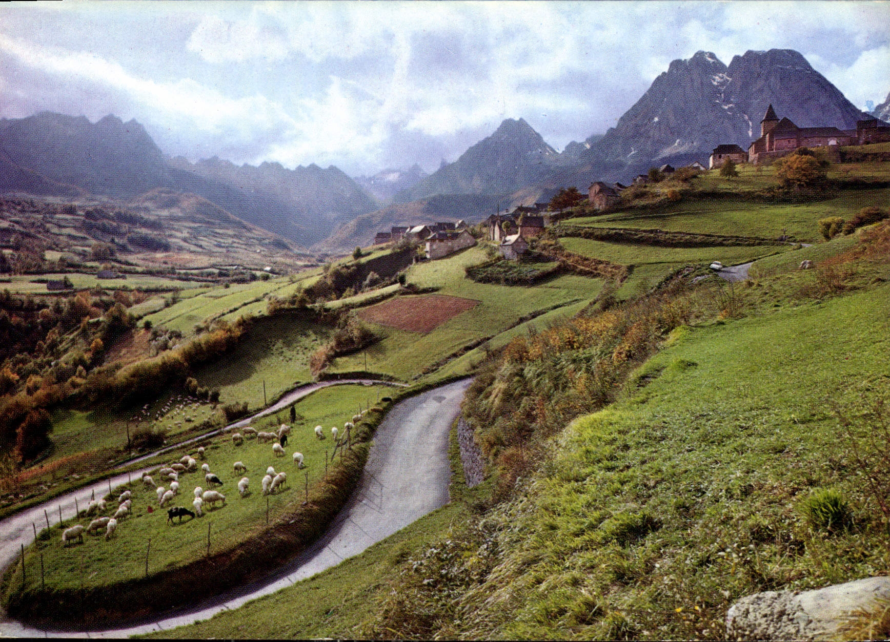 CPM Nos Belles Pyrenees Moutons dans les lacets du Col d'Aspin 