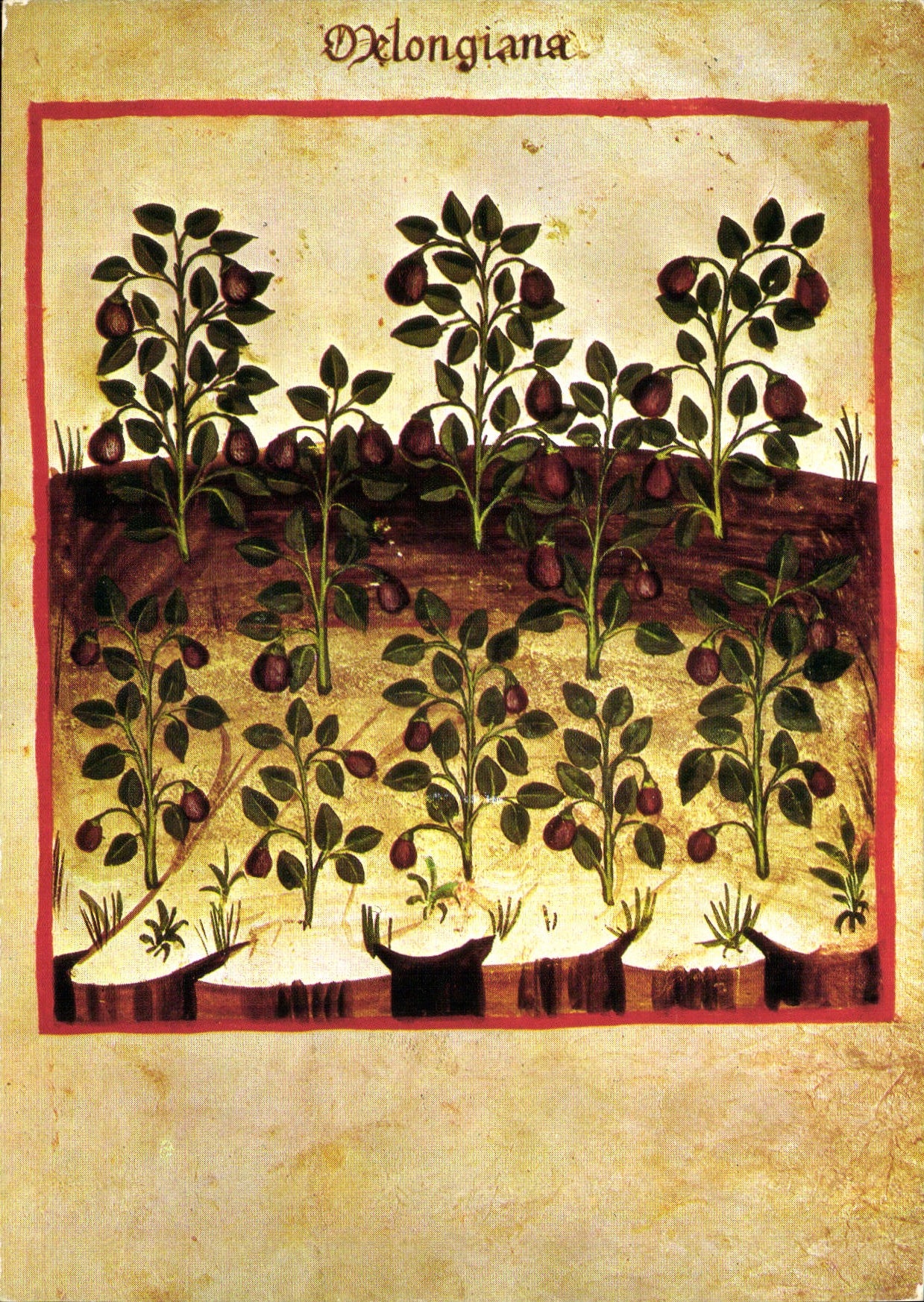 CPM Theatrum Sanitatis di Ububchasym de Baldach Biblioteca Casanatense di Roma Italy 
