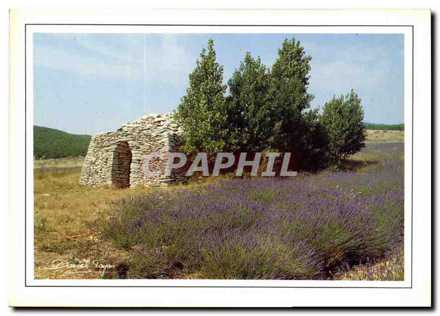 CPM Art et Nature N Champ de lavande 