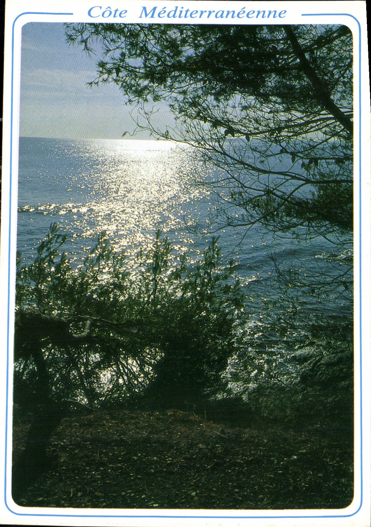 CPM Cote Mediterraneenne Tombee du joir sur la pinede  