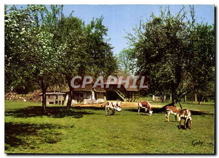 CPM En Normandie Pommiers en Fleurs Vaches