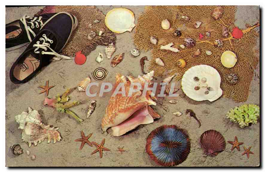 CPM Shells 