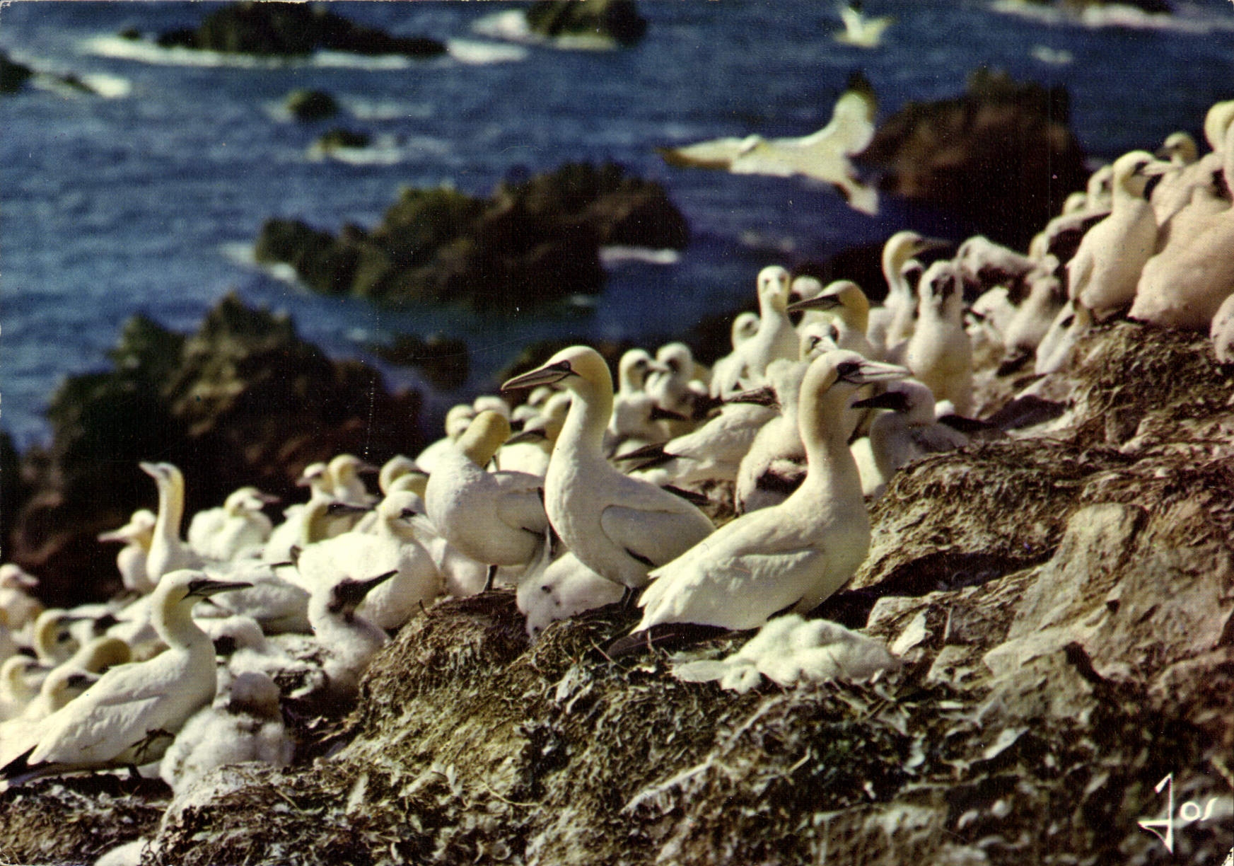CPM La Bretagne En Couleurs Les Sept Iles Colonie de Fous de Bassan Oiseaux