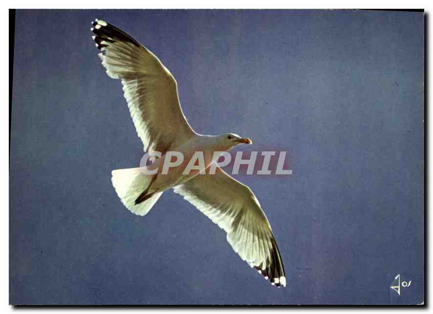 CPM La Bretagne en Couleurs Goeland argente Larus argentatus 