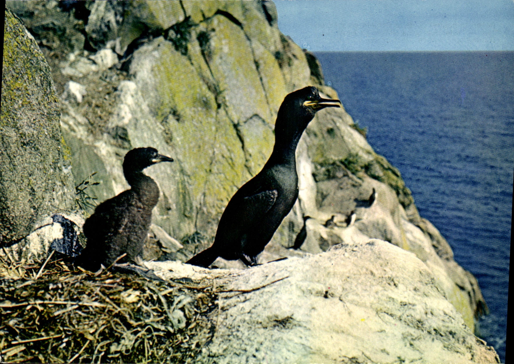 CPM Reserves naturelles de la Societe pour l'Etude at la Protection de la Nature en Bretagne Cormora