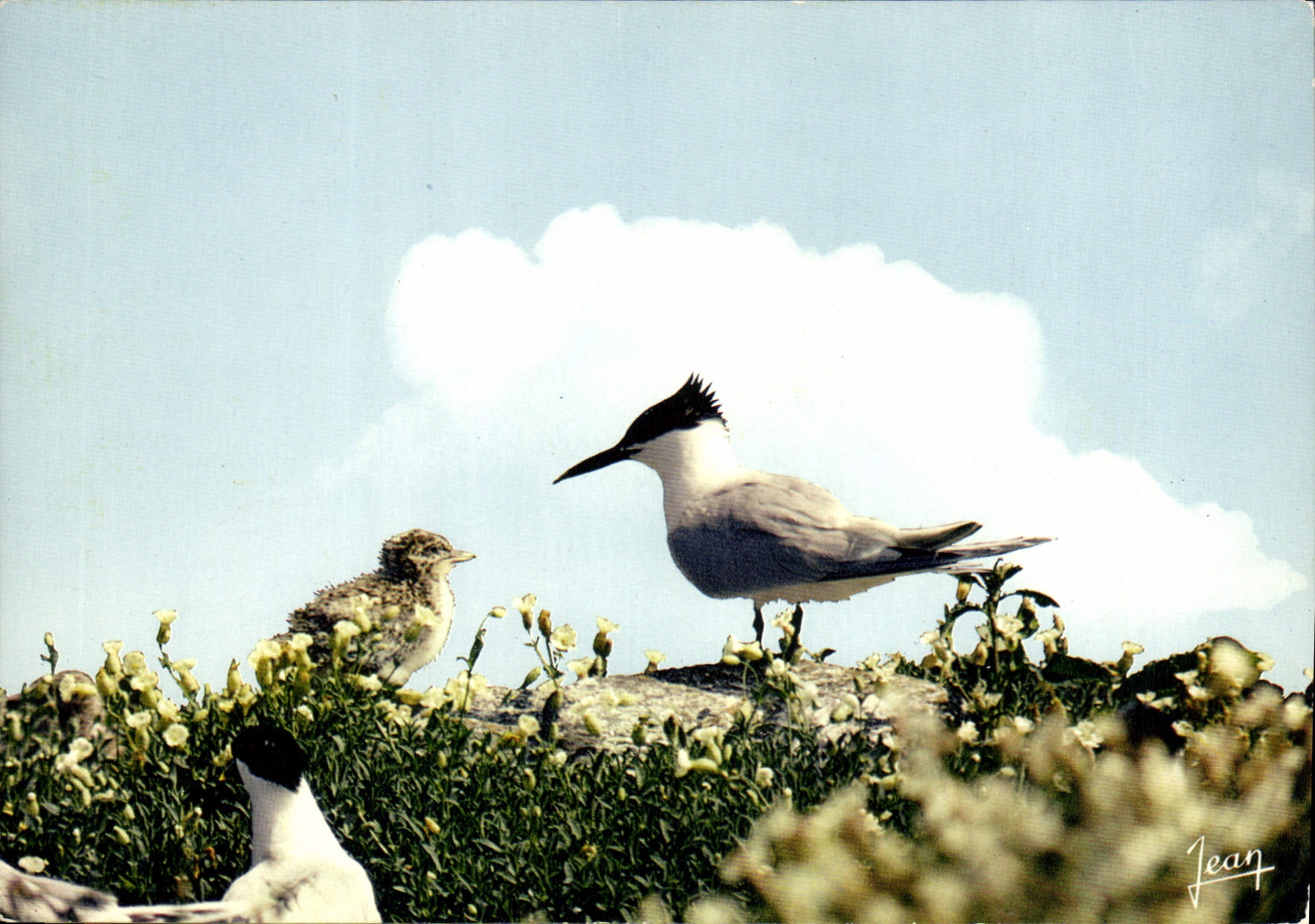 CPM Reserves naturelles de la Societe pour l'Etude at la Protection de la Nature en Bretagne Sterne 