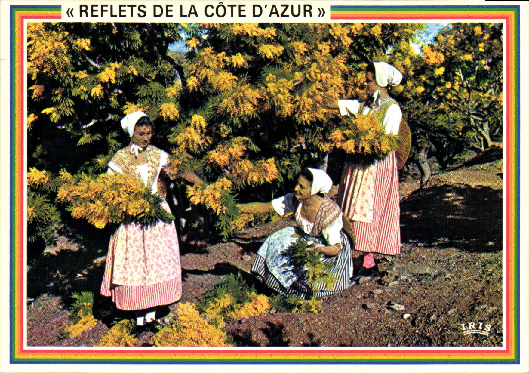 Reflexionen der Côte d'Azur — Frauen, die Mimosen sammeln — Edition IRIS