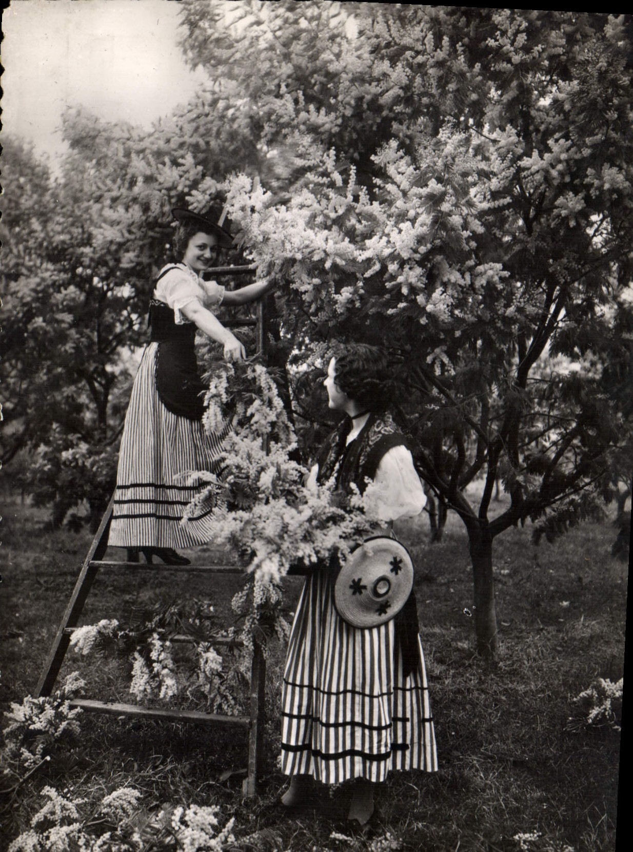 CPM La Cueilette du Mimosa sur la Cote d'Azur Femmes Folklore