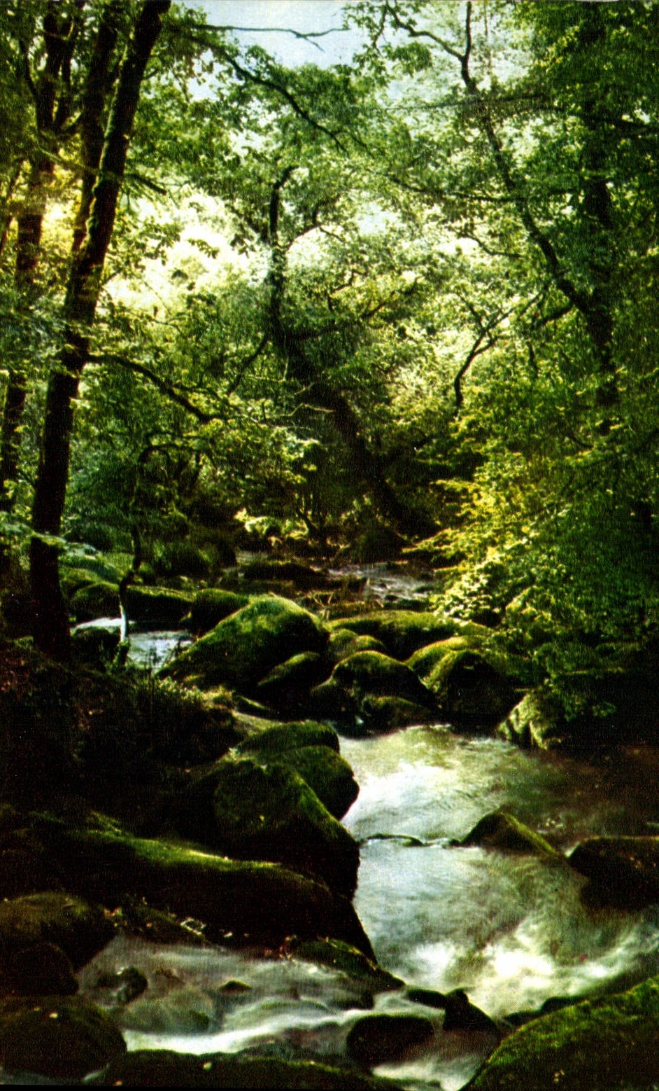 CPM Couleurs et Lumiere de France Les Pyrenees Dans un cadre de poesie et de fraicheur le ruisseau 